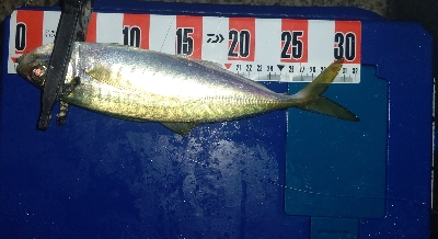 ライトゲーム三昧