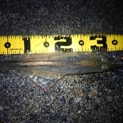 ヤリイカナイトエギング