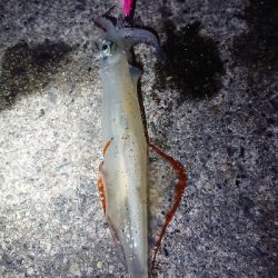 仕事終わりヤリイカ狙い