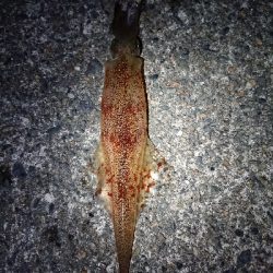 仕事終わりヤリイカ狙い