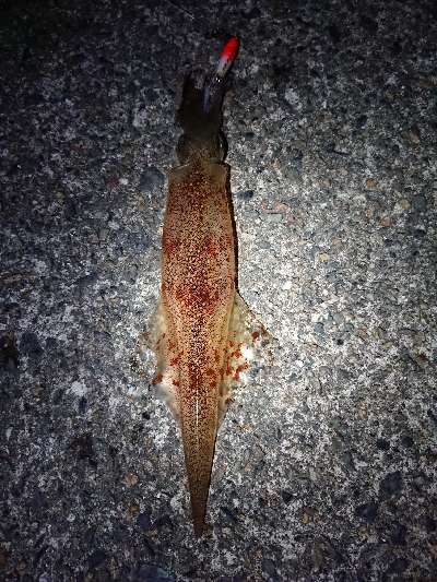 仕事終わりヤリイカ狙い