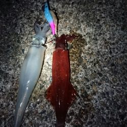 ヤリイカエギング