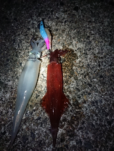 ヤリイカエギング