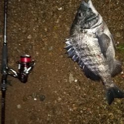 ナイトシーバス、チヌ