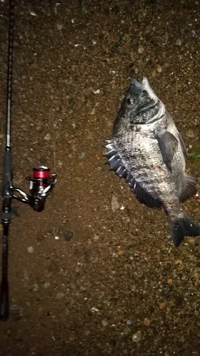 ナイトシーバス、チヌ