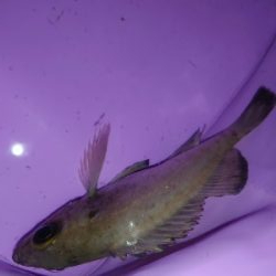 激シブメバリング