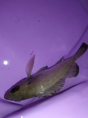 激シブメバリング