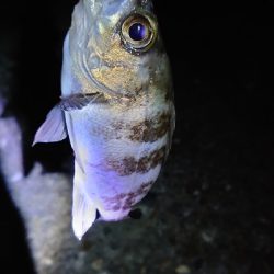 爆風スランプ!激アツ釣行!