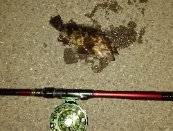 カニ餌食い込み悪し