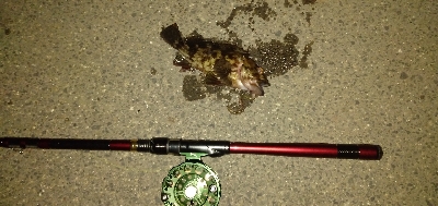 カニ餌食い込み悪し