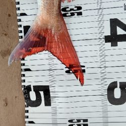 今年初釣果！！