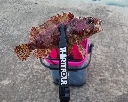 新潟ライトゲーム