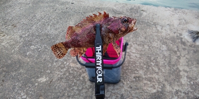 新潟ライトゲーム