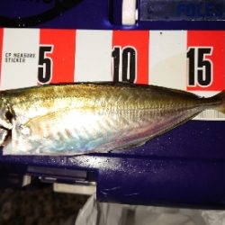 数釣ワッショイ