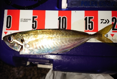 数釣ワッショイ