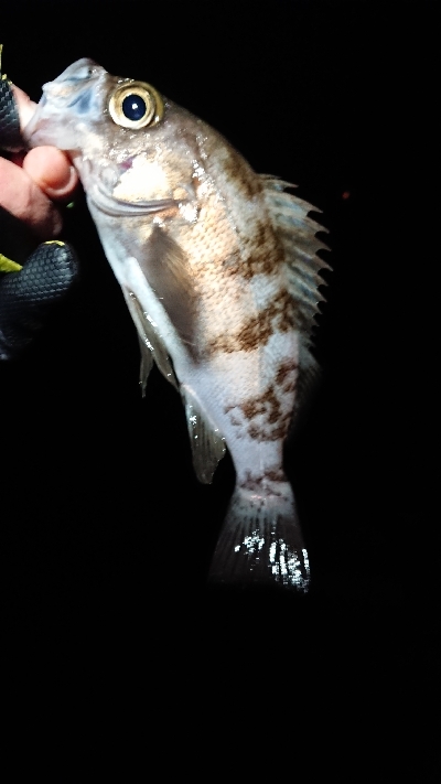 ショートバイト