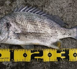 狙い通り 湾から港入口は 釣れる