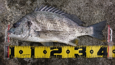 狙い通り 湾から港入口は 釣れる