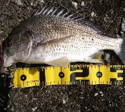 湾の奥は キビレが 多い