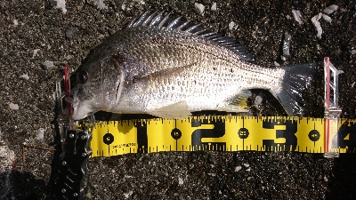 湾の奥は キビレが 多い