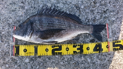 今年最大の引き