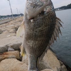 地合が いつか わからん