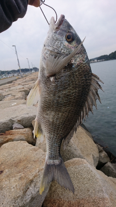 地合が いつか わからん