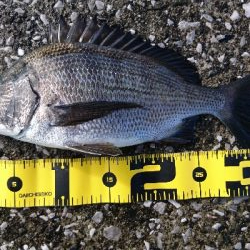 石鯛リベンジならず