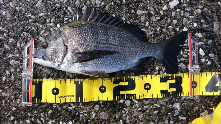 石鯛リベンジならず