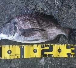 フッキングの練習