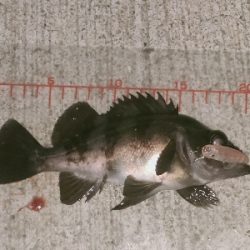 シャローに溜まってた