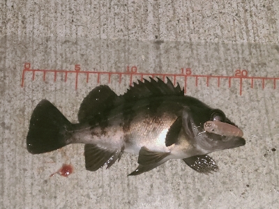 シャローに溜まってた