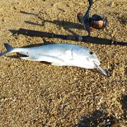 今日は微風で良い天気でした。