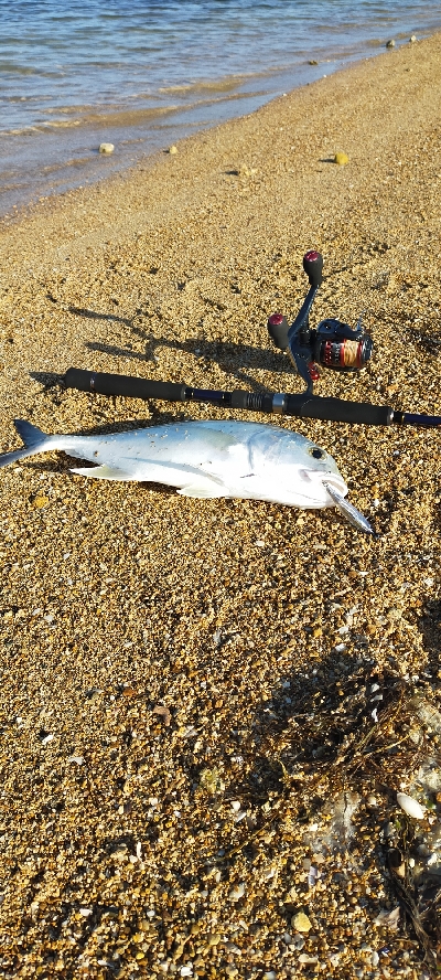 今日は微風で良い天気でした。