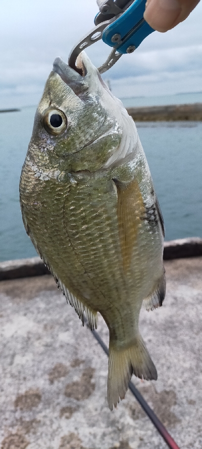 朝マヅメ、今年初チヌ