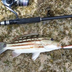 西表島南風見田のリーフにて