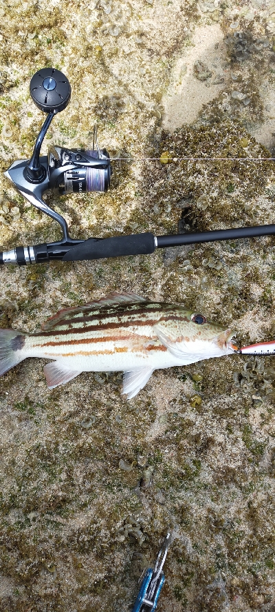 西表島南風見田のリーフにて