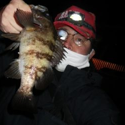 メバルプラッキングを本格的に