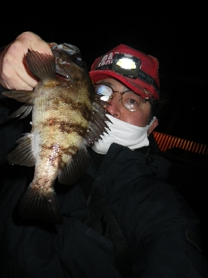 メバルプラッキングを本格的に