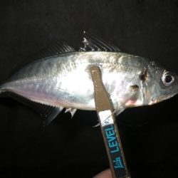 性懲りもなく・・・