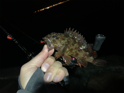 メバリングのはずが