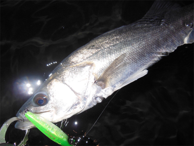 久々のウェーディング