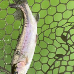 エリアトラウト