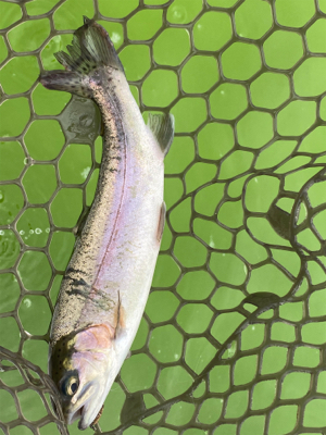 エリアトラウト