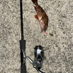 まさかのデカアジ