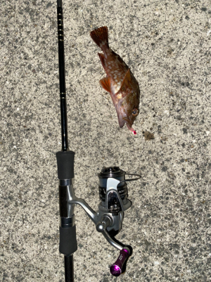 まさかのデカアジ