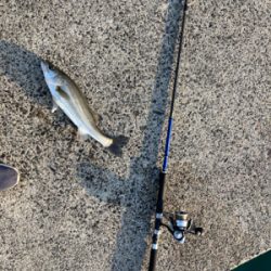 防波堤で、マルスズキ釣果！！
