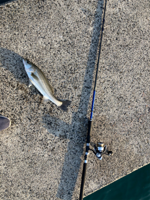 防波堤で、マルスズキ釣果！！