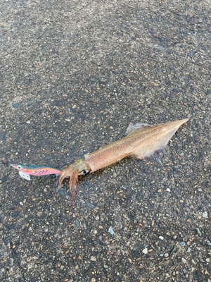 雨上がりの朝マヅメ