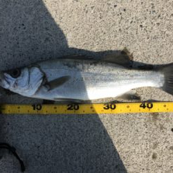 サラシの中からヒラスズキ